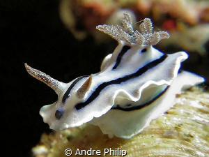 Chromodoris Willani by Andre Philip 